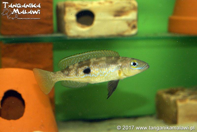 Lepidiolamprologus attenuatus